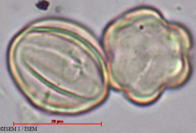 ISEM 1/Brachyotum_sanguinolentum_29432/Brachyotum_sanguinolentum_29432_0001(copy)_thumb.jpg